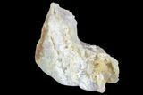 Agatized Fossil Coral Geode - Florida #90211-1